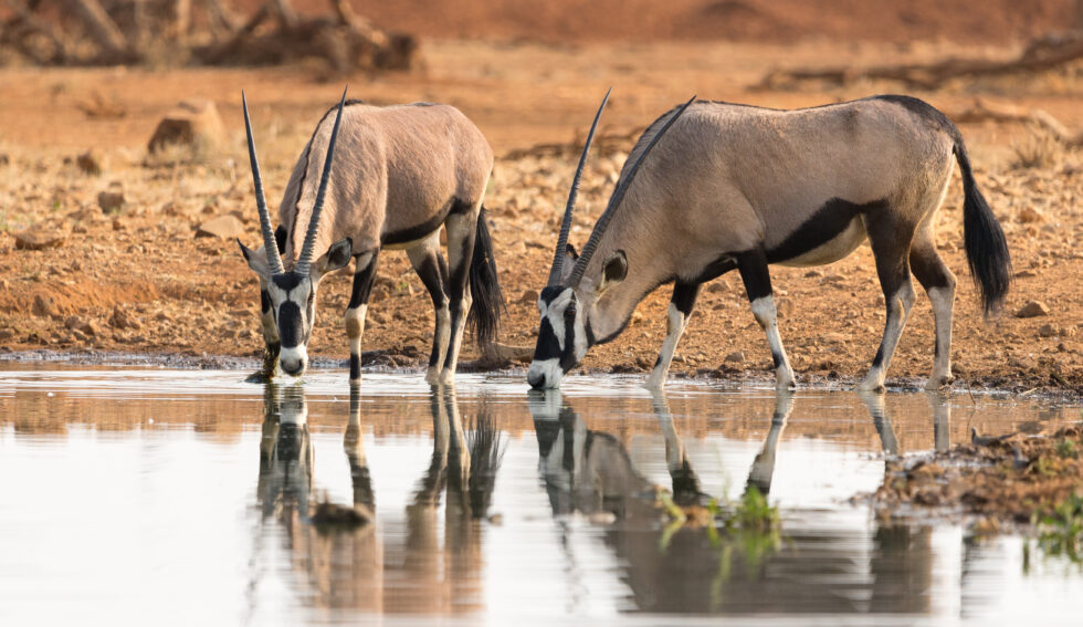 two,or,a,pair,of,oryx,or,gemsbok,(oryx,gazella)