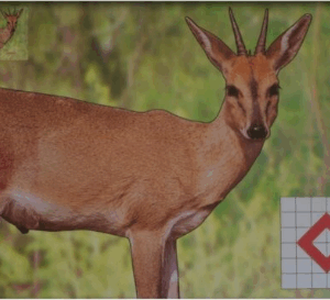 TARGET ANIMAL 1000X700 A0 DUIKER