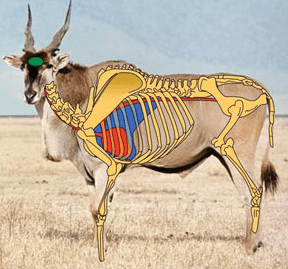 TARGET ANIMAL 1000X700 A0 ELAND