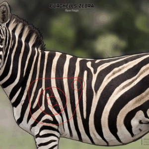 TARGET ANIMAL 1000X700 A0 ZEBRA